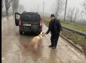 CRUZIME fără margini în suburbiile capitalei. Târâia pe asfalt un câine legat de mașină cu o sârma